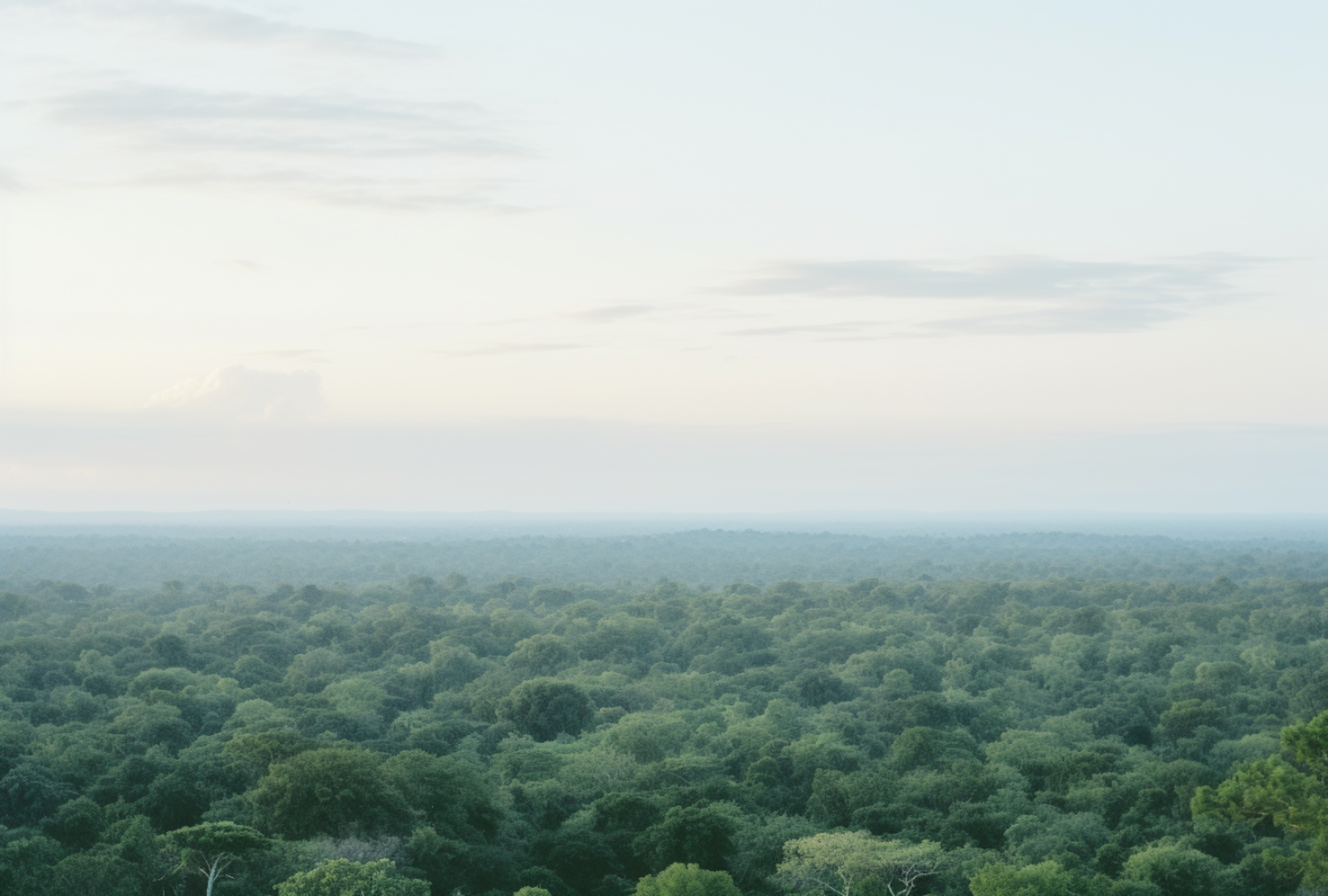 Canopy & Macaws — Madre de Dios, Peru