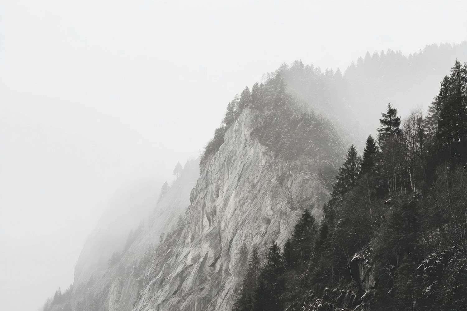 Cathedral of Pines — Pacific Northwest, USA